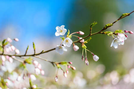Beautiful cherry blossom sakura in spring timeの写真素材