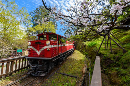 Alishan forest train in Alishan National Scenic Area during spring season. (focus flower)の写真素材