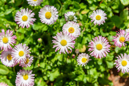 Daisy flower on green meadow