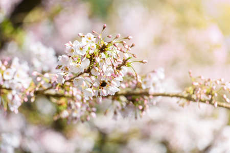 Beautiful cherry blossom sakura in spring timeの写真素材