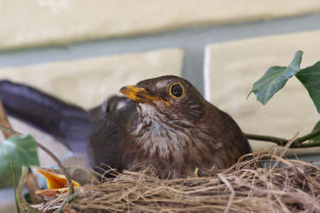 black birdの写真素材