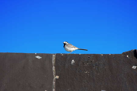 wagtailの写真素材