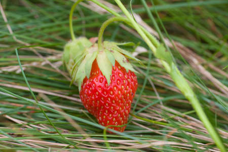 wild strawberryの写真素材