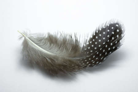 featherの写真素材