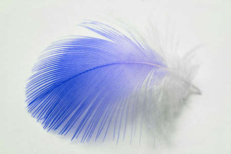 featherの写真素材