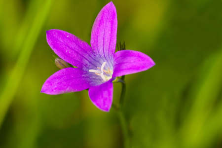 bell flowerの写真素材