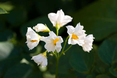 potato plantの写真素材