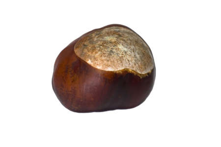 chestnutの写真素材