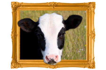 cow in a frameの写真素材