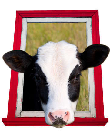 cow in a windowの写真素材