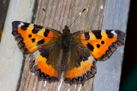 small tortoiseshell butterfly