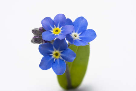 forget-me-notの写真素材