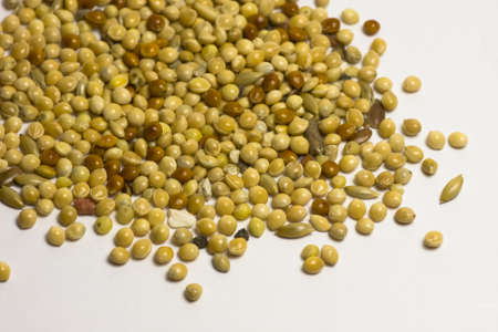 bird seedの写真素材