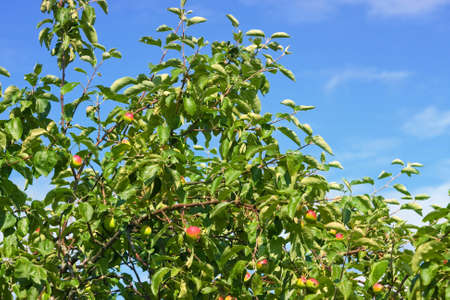 apple on tree