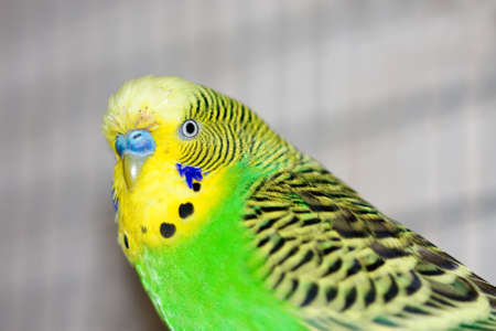 budgie