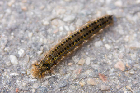 caterpillar