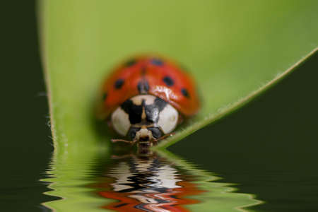ladybugの写真素材