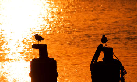 seagullの写真素材