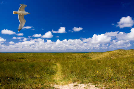 seagullの写真素材