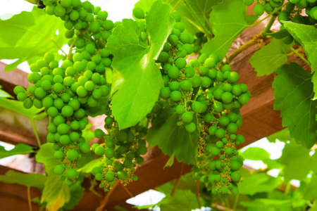 green unripe grapeの写真素材