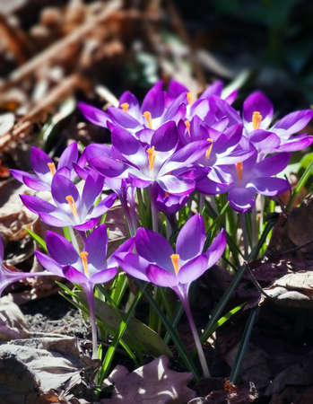 spring crocusの写真素材
