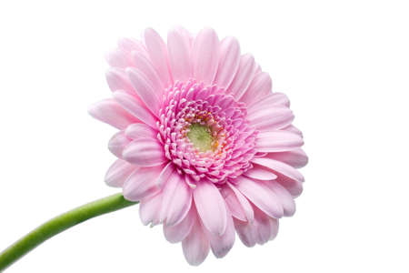 gerberaの写真素材