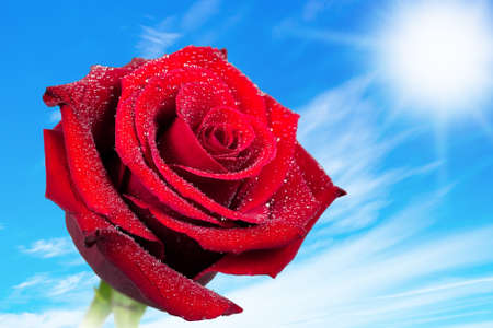 red roseの写真素材