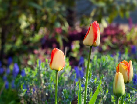 tulipsの写真素材