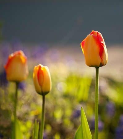 tulipsの写真素材