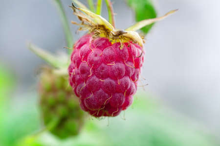 raspberriesの写真素材