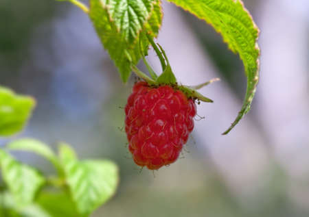 raspberryの写真素材