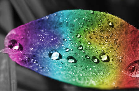 colorful leaf with water dropsの写真素材