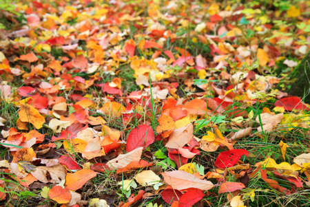 autumn leavesの写真素材