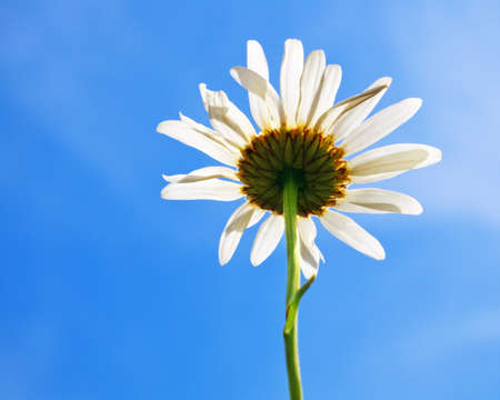 marguerite