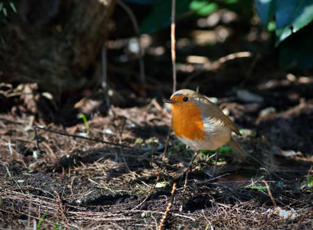 robin