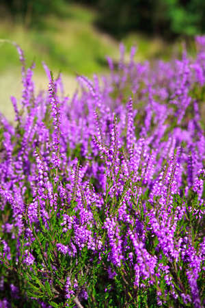 heatherの写真素材