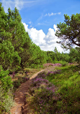 hiking trailの写真素材