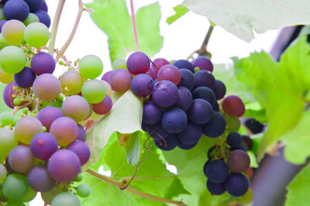 red grapesの写真素材