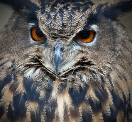owlの写真素材