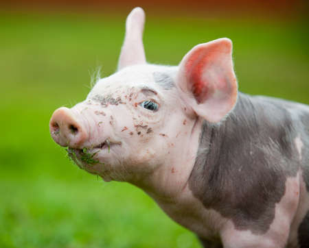 small piglet on a green grass