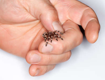close up of a young acanthoscurria geniculataの写真素材