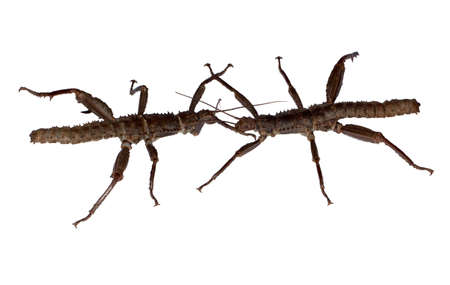 two eurycantha calcarata