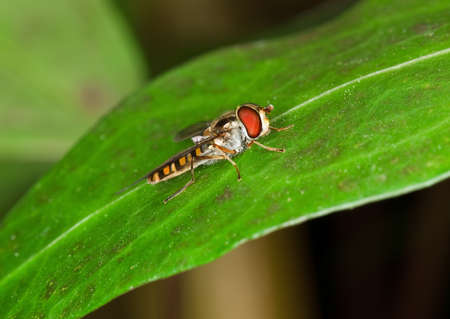 hoverfly sitting on a green leaf