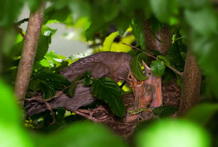 blackbird female at nest feeding chicksの写真素材