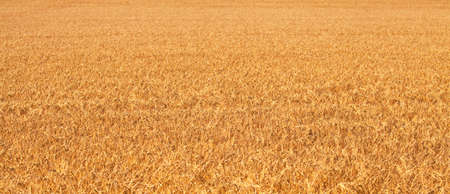 ripe grainfield in summer morningの写真素材