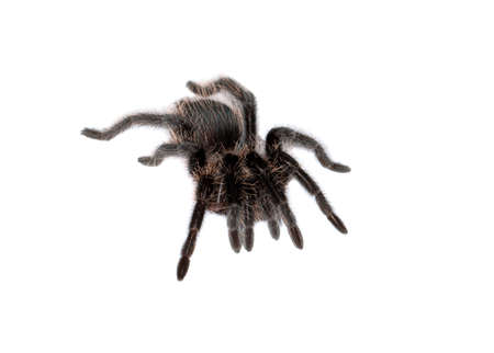 close up of a young lasiodora parahybanaの写真素材