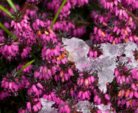 purple heather blooming in the snowの写真素材