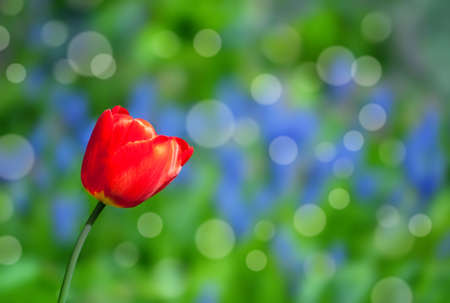 red tulip in a colorful gardenの写真素材