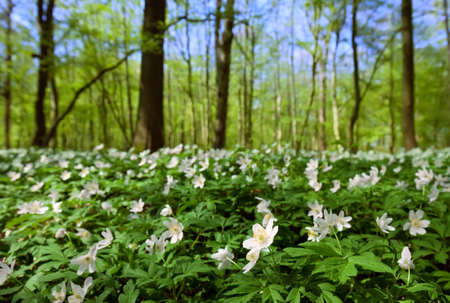 spring forest with anemone nemorosaの写真素材