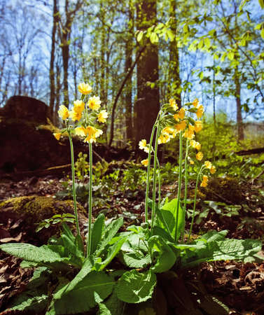cowslips on a spring forestの写真素材